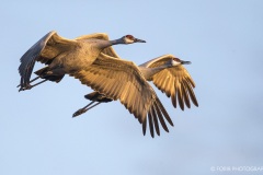 Pair of Sandhill Cranes