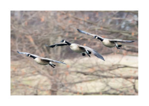 Three canada geese landing