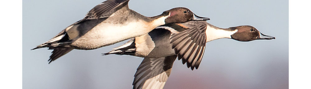 Two pintails in flight